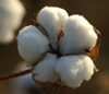 Cotton prices move south, apparel not affected Cotton prices move south, apparel not affected